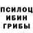 Галлюциногенные грибы Cubensis kaktusva2